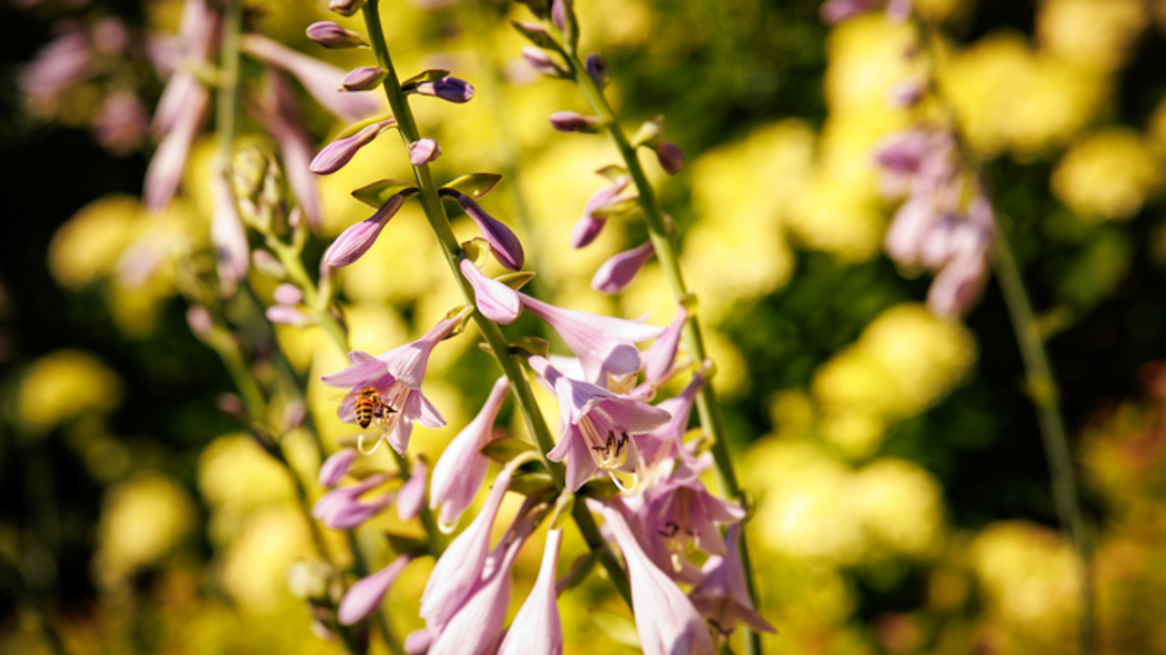 Bee Pollinating Flower.pn