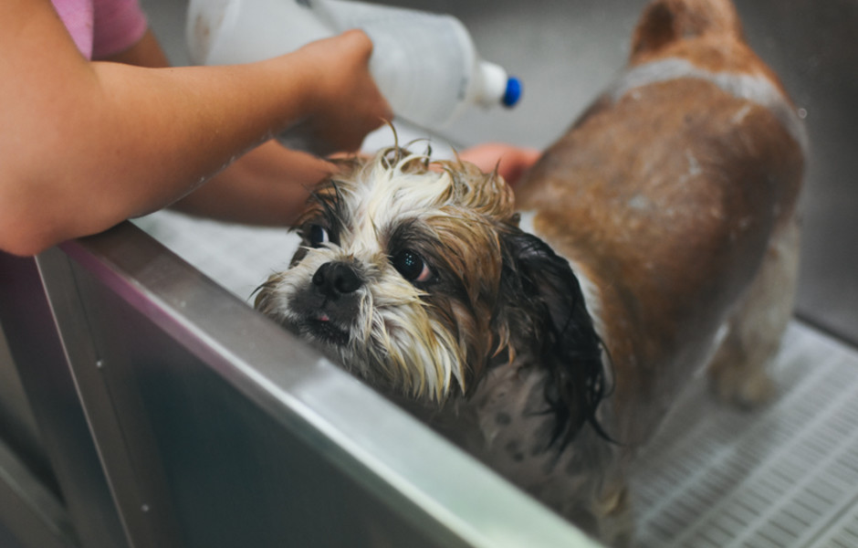 Pet Washing Station